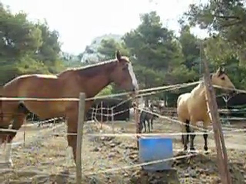 Le Poney club du chateau