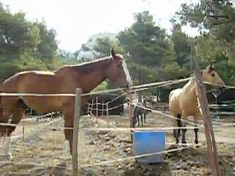 Le Poney club du chateau