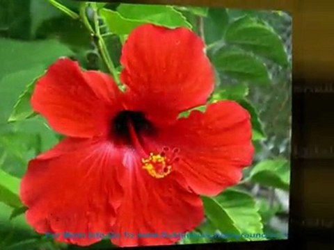 Subliminal-Video-Angels