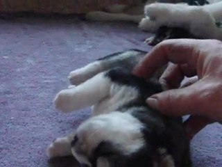 Chiots Dakota&Seeker 7 jours