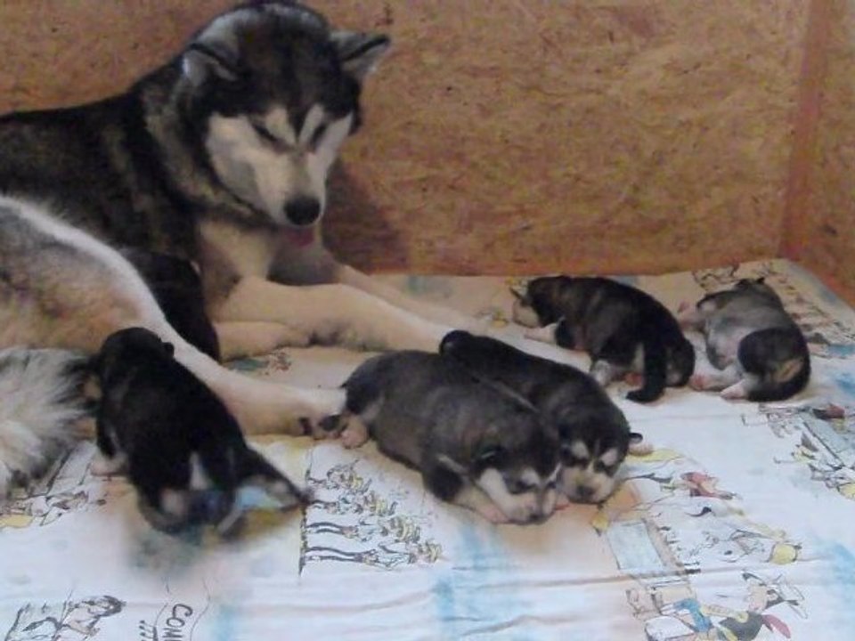 Chiots Dakota&Seeker 8 jours