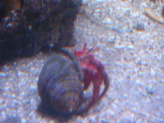 Zoo des sables d'olonne et aquarium de la Rochelle photos