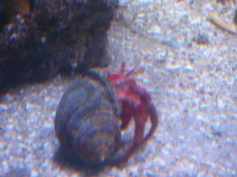 Zoo des sables d'olonne et aquarium de la Rochelle photos