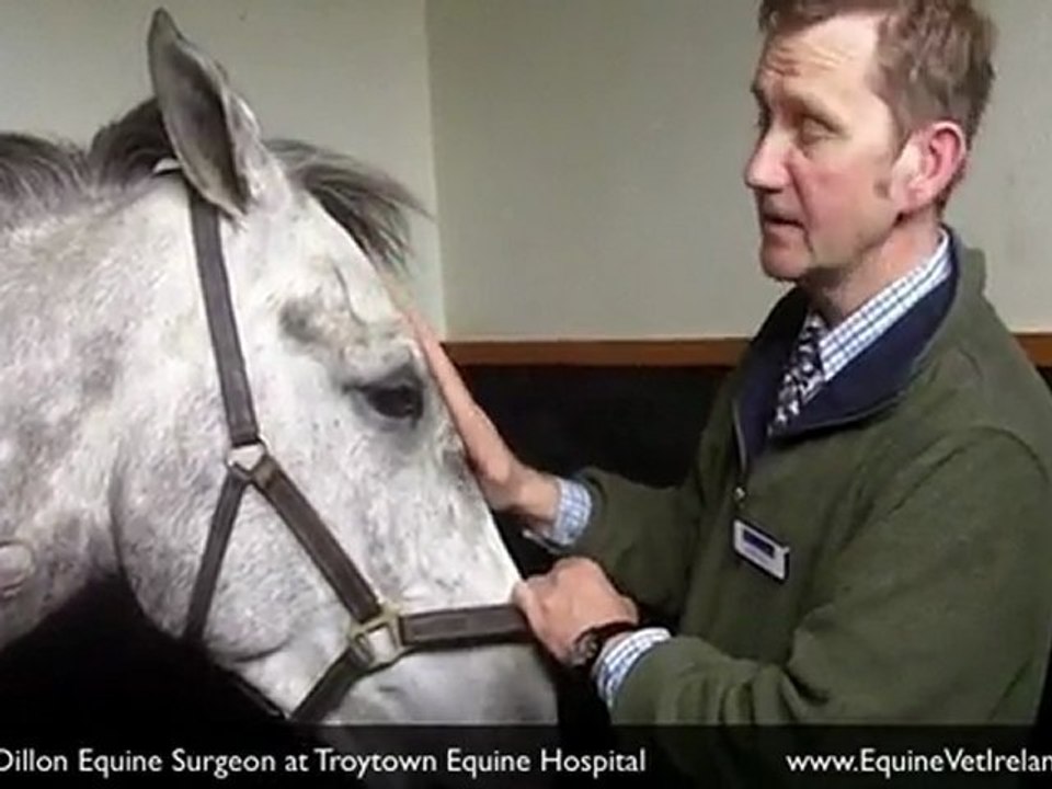 Equine Vet, treating colic in horse at equine clinic