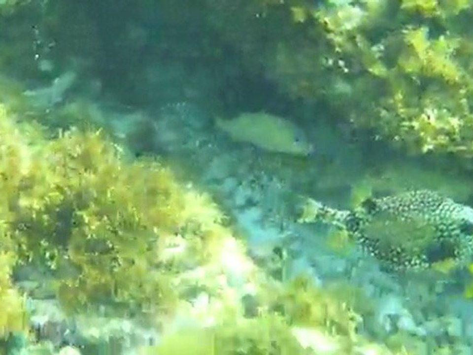 poisson bouche en cul de poule