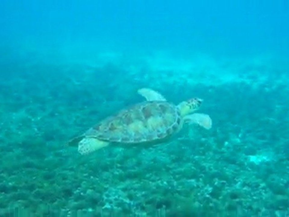 tortue qui nage tranquille