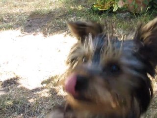 Gin Fizz adore le fromage de brebis basque