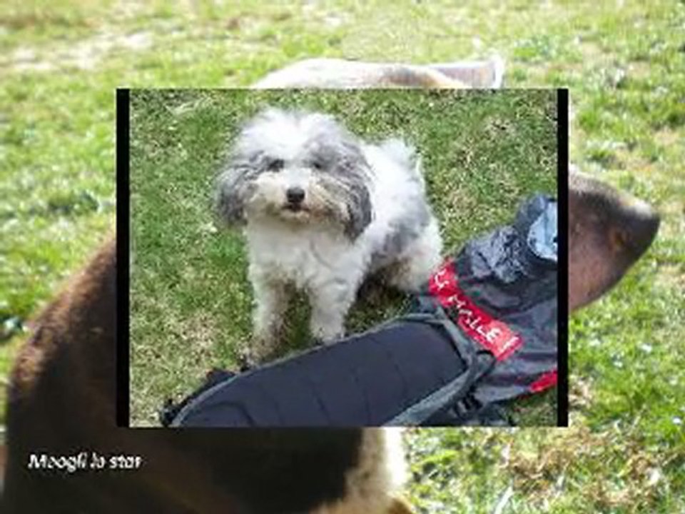 Cacaphonie, Les Chiens Sauvages