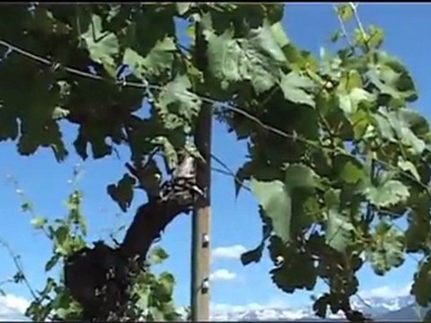 A la découverte des Vignes et des Paysages de st Jean de la Porte