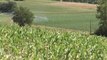 Francia: prevén graves pérdidas en cultivos debido a la sequía
