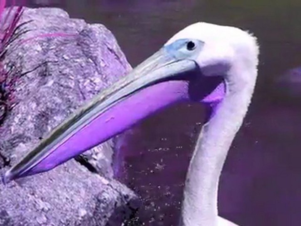 Nuits Sonores 2011 - Nuit N°4 par Le Petit Bulletin - Lyon - LUCIANO, M.A.N.D.Y. , THE GASLAMP KILLER, DYED SOUNDOROM