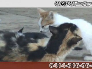 Yavru kedilere annelerinden şefkat