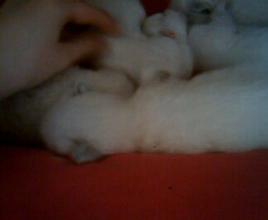 kittensdolls20