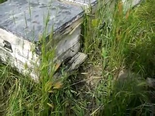 Tigem Çiftliğinde Arıcılık 1