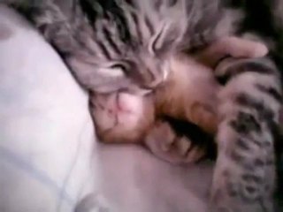 Cat mom hugs baby kitten