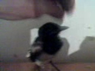 karga karga gakk dedi :=)