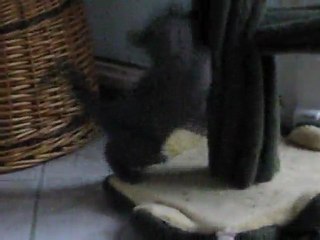 bébés Scarlett 097