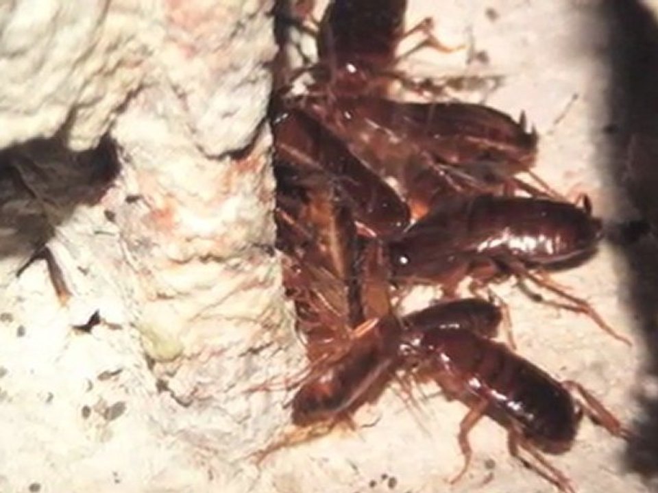 Kammerjäger Frankfurt Am Main W. Puschmann GmbH - ...