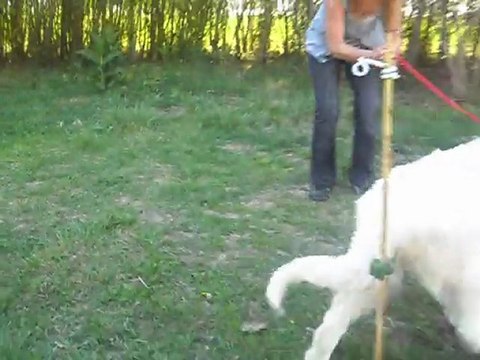 Elevage de la Vallée du Girou (Faime 4 mois)