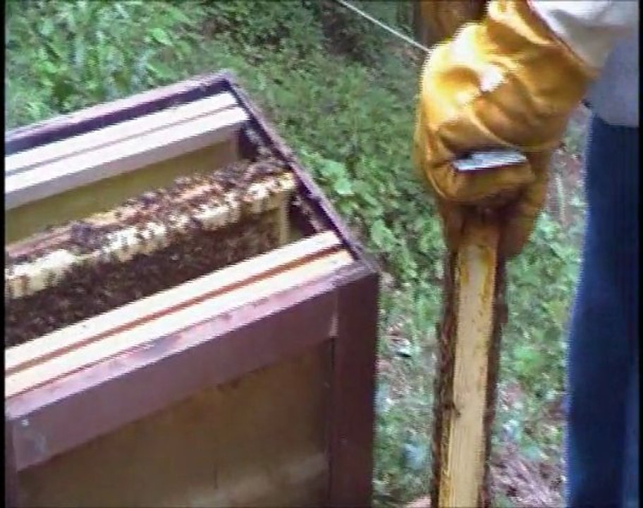 film court abeille non monté