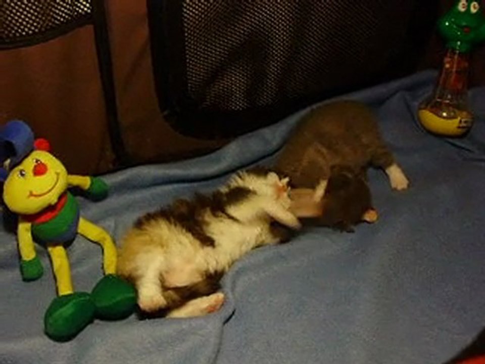 gipson-galatee-01-06-2011