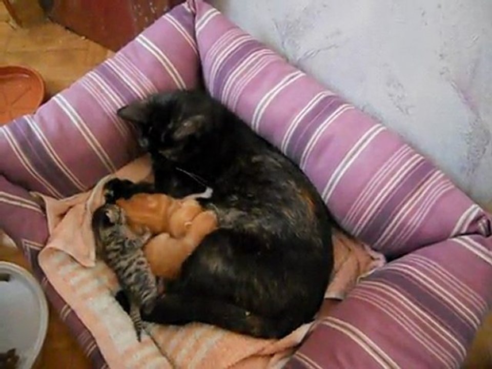 A GIRAUMONT LE 20 MAI 2011 M&F s