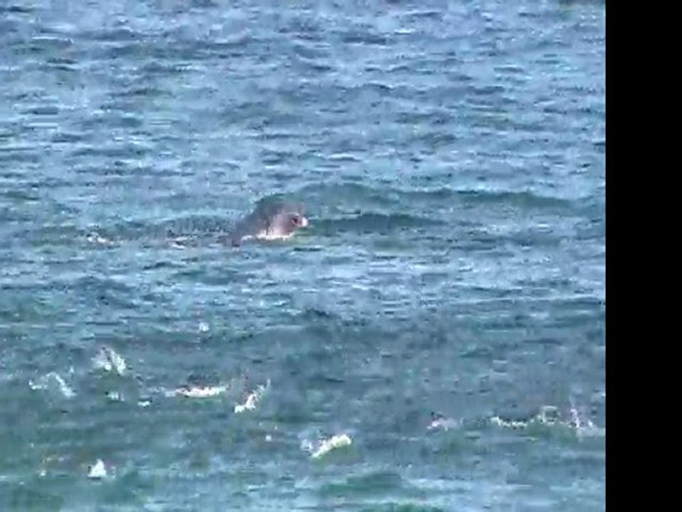 Dauphins