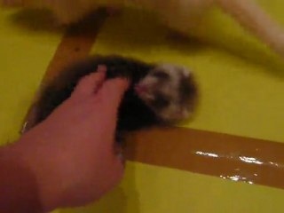 les petites légendes J+47 (2)