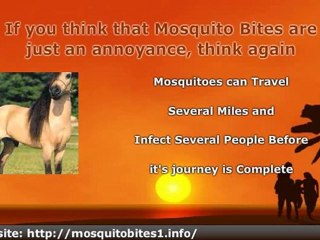 Mosquito Bites