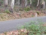 Lancer Racing - Targa Tasmania 2011