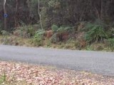 FJ Holden - Targa Tasmania 2011