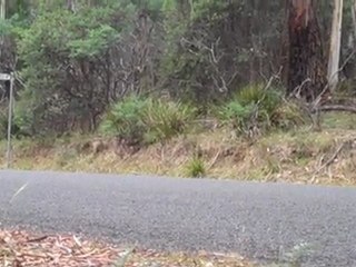 Lancer Fast - Targa Tasmania 2011