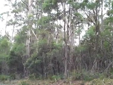 Cars Fast Cars - Targa Tasmania 2011