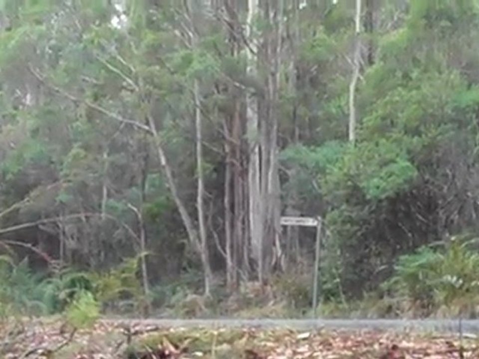 Lamborghini Gallardo High Speed - Targa Tasmania