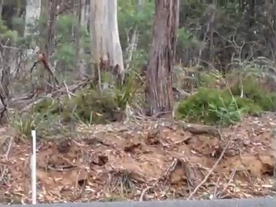 Fast Car - Targa Tasmania 2011