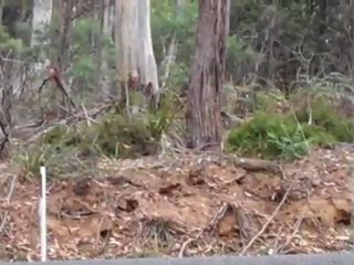 Fast Car - Targa Tasmania 2011