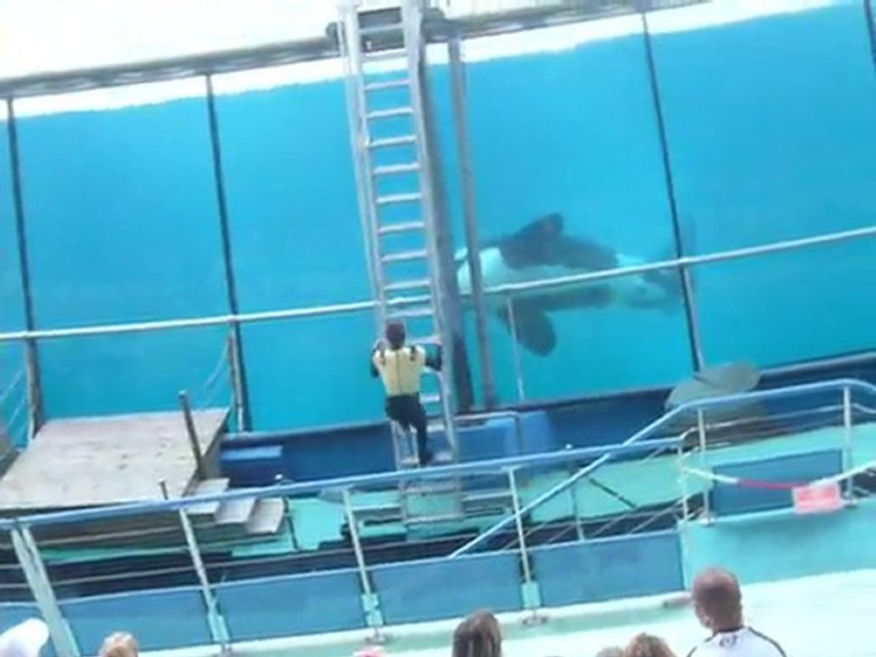 ORQUE ET LHOMME MARINELAND ANTIBES