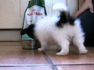 Animodom-Garde animaux Nîmes