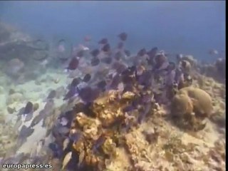 Oceana reclama más zonas marinas protegidas