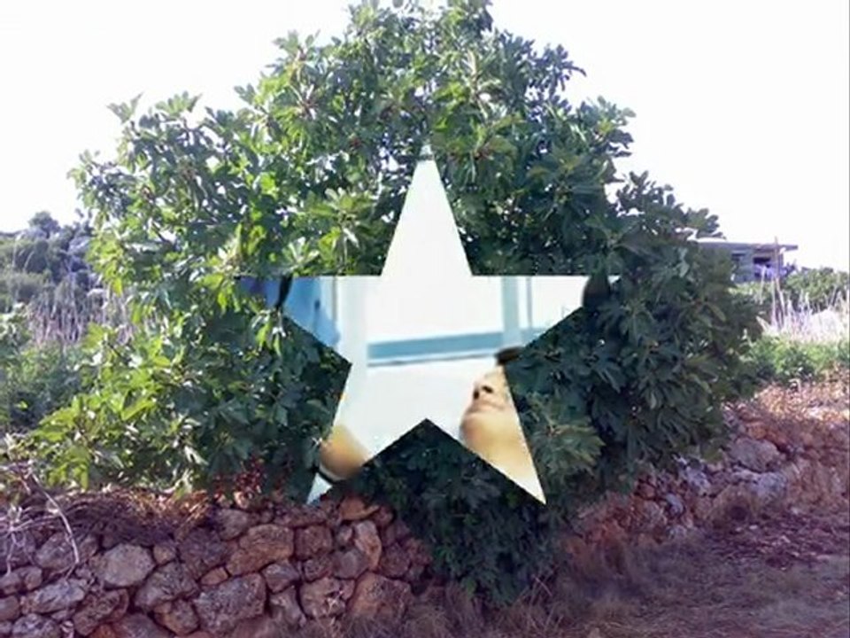 hastane,  önünde, incir  ,agacı