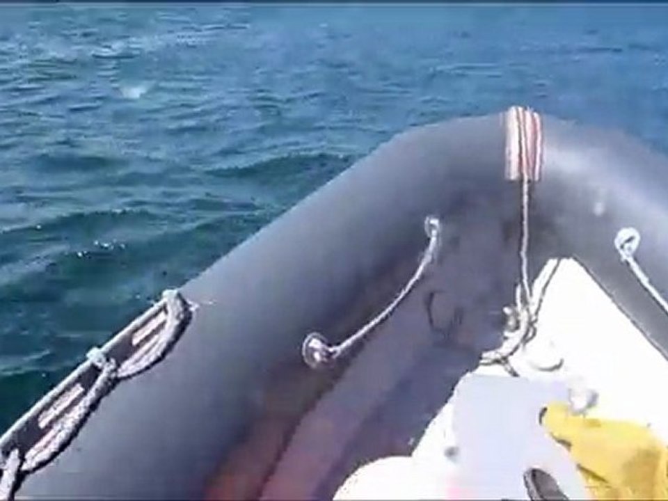 01 juin 2011 - Rencontre d'un banc de grands dauphins devant Barfleur