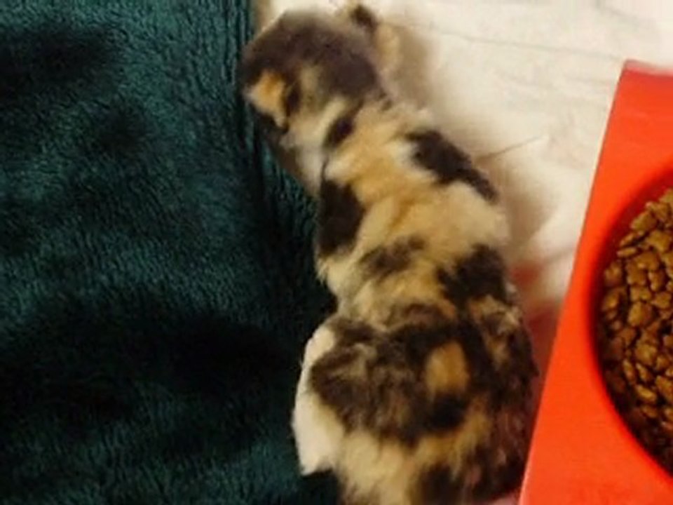 gaia-kissa-02-06-3semaines