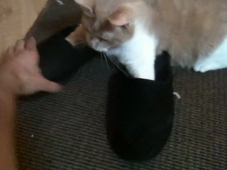 Chat qui met des pantoufles !