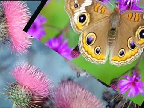 ***UNUTULAN ADAM*** Sami YUSUF Allahu Allah ve el musavvir ***UNUTULAN ADAM***