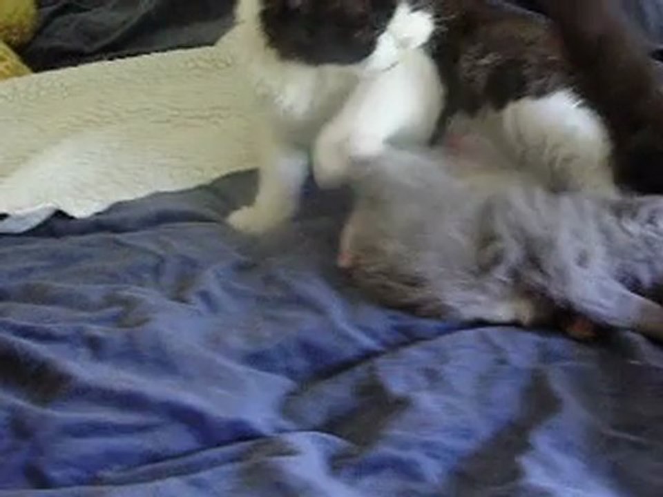 gibson2-06-3semaines