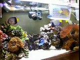 Chaos　Saltwater aquarium 0430