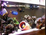 Chaos　Saltwater aquarium 0512