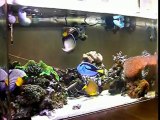 Chaos　Saltwater aquarium 0518