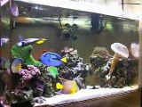 Chaos　Saltwater aquarium 0624