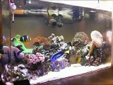 Chaos　Saltwater aquarium 0702